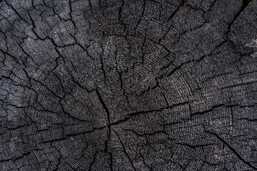 the trunk of a tree in the section