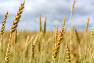 blurred pschenitsa in the field for background