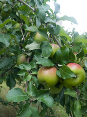 apples on tree