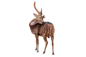 Spotted deer,Cute spotted fallow deer stand to clean yourself isolated on the white background.