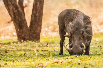 African wild boar eating in Botswana, Africa
