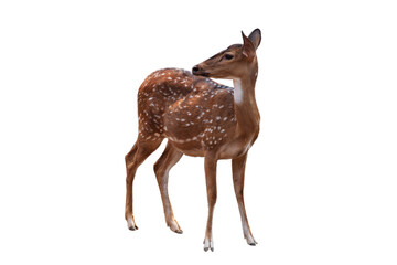 Spotted deer,Cute spotted fallow deer isolated on the white background.
