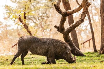 African wild boar eating in Botswana, Africa