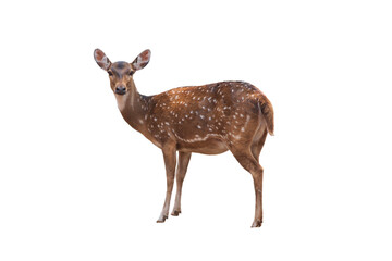 Spotted deer,Cute spotted fallow deer isolated on the white background.
