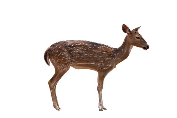 Spotted deer,Cute spotted fallow deer isolated on the white background.