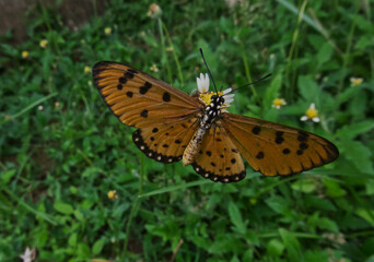 Fototapeta na wymiar Acraea Terpsicore Butterfly found in Khordha Odisha India