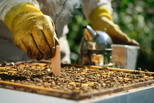 Varroa mite control. Varroa destructor. How to treat bees from varroa mite. The beekeeper treats the bees of the varroa mite. Diseases of bees and their treatment. Varroasis.