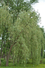 Weeping willow in the garden. Photo taken on overcast day.