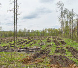 Fototapeta na wymiar Deforestation of mixed forest.