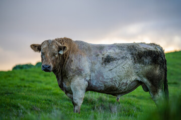 Angus, wagyu and murray grey beef bulls and cows, being grass fed  on a hill in Australia.
