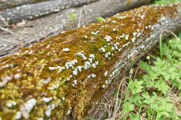Fallen tree covered with moss and lichen.