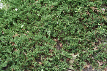 Juniperus horizontalis 'Prince of Wales' in the garden.