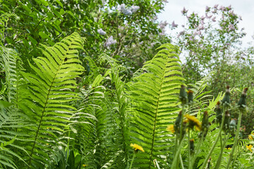 Ferns at the end of spring in the garden.