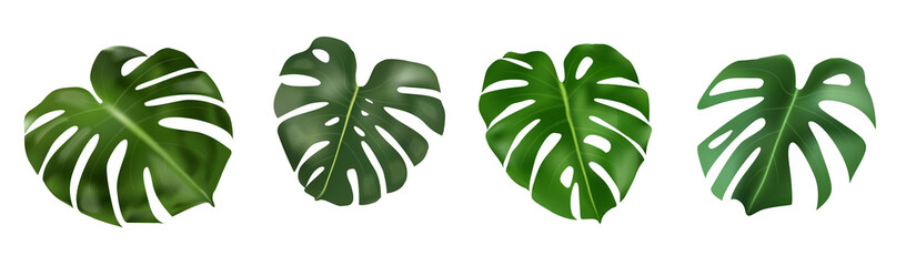 Monstera Deliciosa plant leaf from tropical forests isolated on white background. Can be used for banner ads greeting cards, flyers, invitations, web design, to everything. Vector illustration
