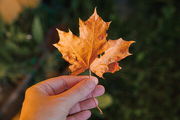 Closeup natural autumn fall view woman hands holding red orange maple leaf on dark park background. Inspirational nature october or september wallpaper. Change of seasons concept.