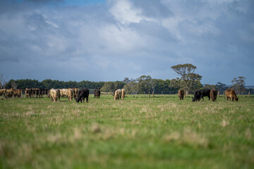 Angus, wagyu and murray grey beef bulls and cows, being grass fed  on a hill in Australia.