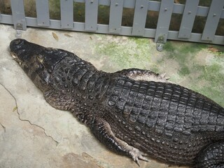I went to see the creatures in the Kusatsu Tropical Wonderland