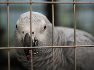 I went to see the creatures in the Kusatsu Tropical Wonderland