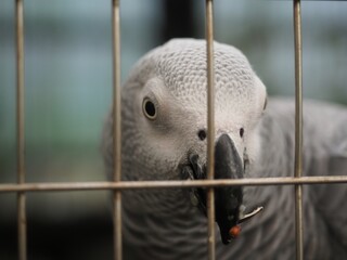 I went to see the creatures in the Kusatsu Tropical Wonderland