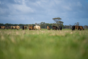 Bulls and cows eating log grass in Australia.