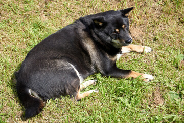 black and tan shiba inu dog lying in the grass