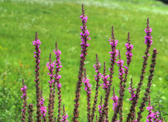 Blutweiderich (Lythrum salicaria)