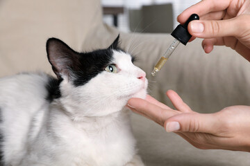 Woman giving tincture to cat at home, closeup - obrazy, fototapety, plakaty