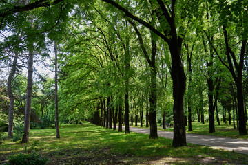 Summer Park. Trees in the summer park.