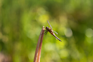 Dragonfly - Odonata with outstretched wings on a blade of grass. In the background is a beautiful bokeh created by an  lens.