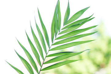 Palm leaf on light background, texture and background