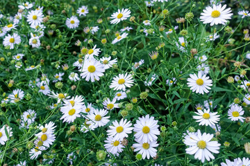 A spring meadow with blooming daisies and green grass.