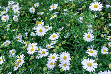Fototapeta premium A spring meadow with blooming daisies and green grass.