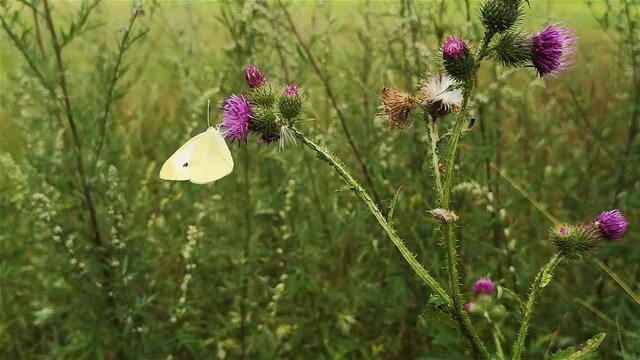 Schmetterling auf Distelbl&uuml;te, Schorfheide Brandenburg