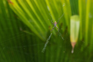 Argiope argentata (Araneidae)  Silver Argiope