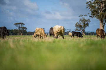 Angus, wagyu and murray grey beef bulls and cows, being grass fed  on a hill in Australia.