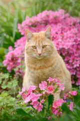 Adorable ginger coloured tabby cat sitting amidst beautiful pink spring flowers, Lewisia and Azalea, in a garden