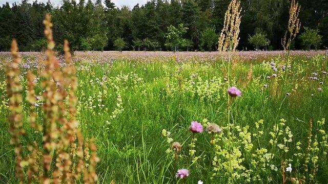Sommerwiese, Brandenburg Uckermark