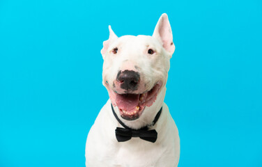 Young bull terrier dog over isolated background