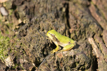 junger Laubfrosch auf einem Baumstamm