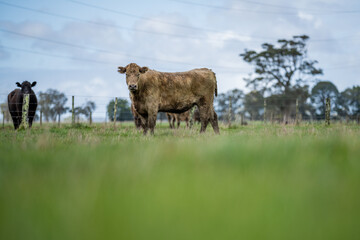 Angus, wagyu and murray grey beef bulls and cows, being grass fed  on a hill in Australia.