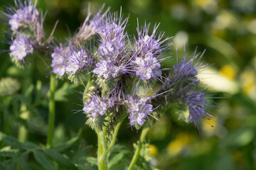 blühende Phacelia als Gründüngung