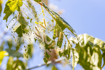 Fall webworm (Hyphantria cunea) caterpillars damaging a tree of Acer negundo. The caterpillars...
