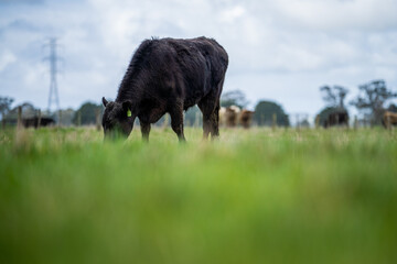 Angus, wagyu and murray grey beef bulls and cows, being grass fed  on a hill in Australia.