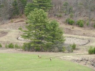 A male and female elk enjoying a beautiful day in a meadow, in the Elk State Forest, northcentral Pennsylvania.