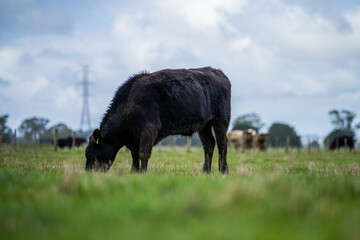 Angus, wagyu and murray grey beef bulls and cows, being grass fed  on a hill in Australia.