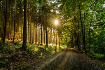 Sunset im Hochwald
