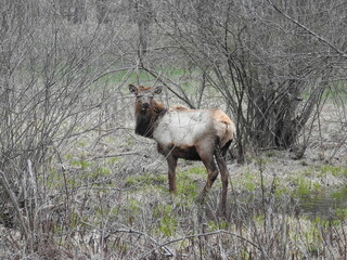 A male elk roaming through the woodland Forest, in northcentral Pennsylvania.