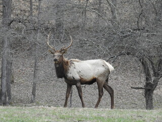 Naklejka na ściany i meble A bull elk roaming the edge of the woodlands, along a grassy meadow in Benezette, the heart of Elk Country, Pennsylvania.