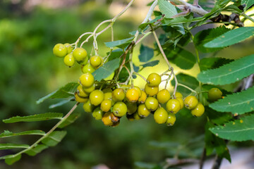 Close-up to bunch of unripe rowan berries