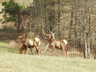 Naklejka na ściany i meble Wild elk, some collared for data collection, enjoying a beautiful day in Benezette, Pennsylvania.
